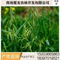 燕麥草 養殖場燕麥草 牛羊、兔子、荷蘭豬和豚鼠寵物牧草