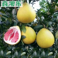 【產地直供】福建平和管溪現(xiàn)摘紅心蜜柚子凈重1.8-9斤包郵