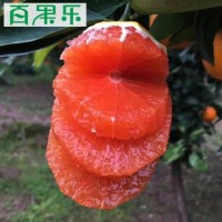 【產地直供】秭歸中華紅血橙5/9斤包郵 現(xiàn)摘新鮮水果紅肉臍橙子