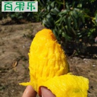 【停售】 海南貴妃芒當季新鮮水果芒果貴妃芒5/9斤包郵 一件代發(fā)