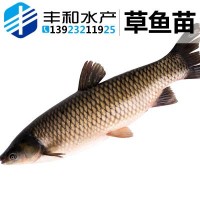 基地直銷 草魚苗鯇魚苗 淡水草魚苗批發 規格齊全 量大從優