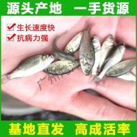 極速發貨 中科五號鯽魚苗 高產快大鯽魚水花活體魚苗批發