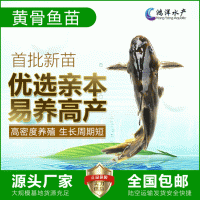 雜交黃骨魚苗 瓦氏黃顙魚 黃辣丁 全雄黃骨活體魚苗批發