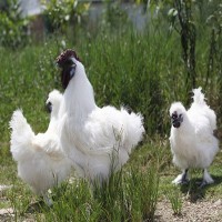 孵化場 竹絲雞苗月子雞白鳳烏雞苗鳳頭白烏雞苗