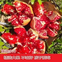 四川會(huì)理突尼斯軟籽石榴精品新鮮現(xiàn)摘速發(fā)純甜孕婦水果整箱包郵