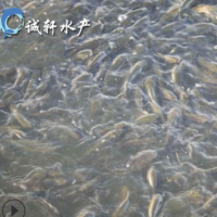 優質青魚苗 螺絲青魚 黑鯇魚苗 黑草魚 網箱養殖 人工養殖