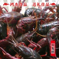 興化農(nóng)家 養(yǎng)殖清水小龍蝦鮮活批發(fā) 4/5/6錢(qián)白鰓肉質(zhì)飽滿干凈