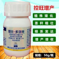 矮壯素多效唑小康控得力植物控旺劑縮節(jié)矮化50g植物生長調節(jié)劑