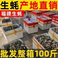 福建鮮活生蠔批發牡蠣海鮮水產帶殼燒烤自助 產地直銷整箱100斤裝