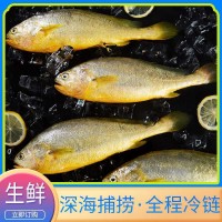 寧德霞浦大黃魚黃花魚廠家批發(fā)冷凍大黃魚鮮活海鮮水產(chǎn)品速凍