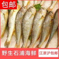 寧波象山東海新鮮冷凍小黃魚 鮮活石浦黃花魚批發一斤9-10條 5斤起批