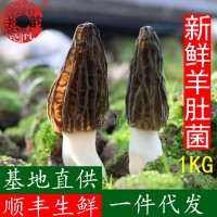 22年新鮮羊肚菌鮮品 產地貨源 大量批發 野生菌 支持一件代發1kg  2千克起批