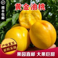 黃油桃現摘黃金油桃 4.5-5斤裝新鮮應季脆甜多汁黃肉桃子  2箱起批