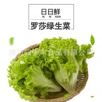 羅莎綠生菜葉新鮮農產品 當季采摘凈菜涼拌生菜 超市餐廳袋裝供應