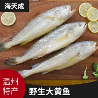 源產(chǎn)地批發(fā)海水產(chǎn)品海鮮 冷凍東海大黃魚(yú)大黃花魚(yú)海魚(yú)現(xiàn)貨