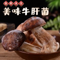 云南特產速凍鮮美牛肝菌可清炒涮火鍋煲湯美味食材現貨批發