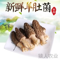 云南新鮮美味羊肚菌 清香爽口新鮮羊肚菌 農(nóng)家種植 廠家供應