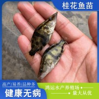 現(xiàn)貨批發(fā)桂花魚苗水產(chǎn)養(yǎng)殖桂花魚鱖魚幼苗歡迎咨詢訂購